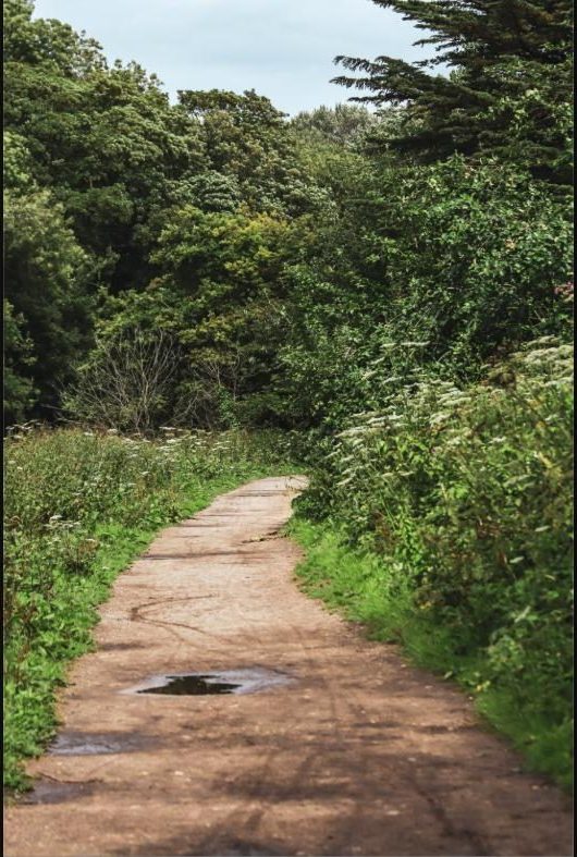 Rail-trail path through countryside bushland