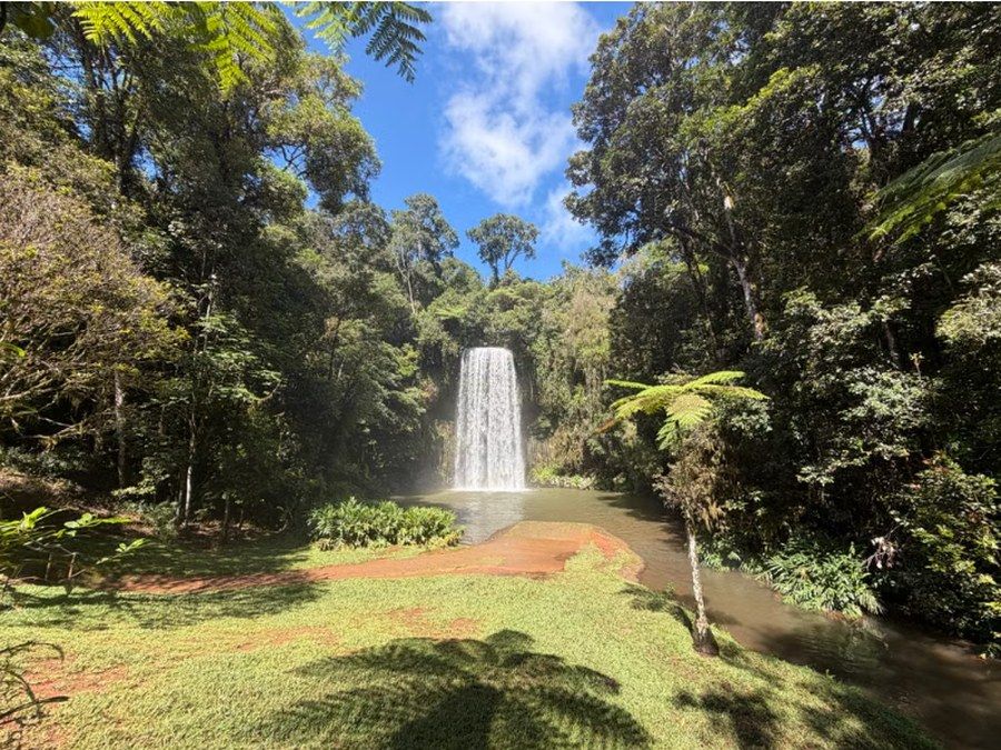 Wasserfall im üppigen tropischen Regenwald, typisch für die Atherton Tablelands