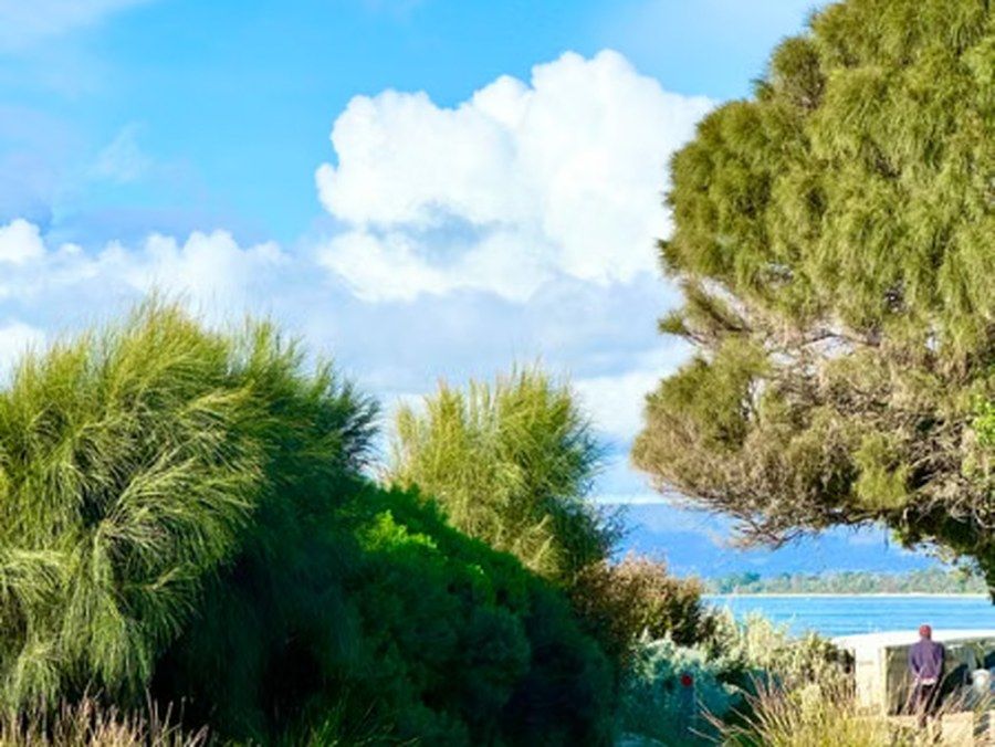 Holzsteg durch Dünenvegetation zum Strand